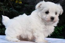 Perfect White Teacup Maltese Puppies