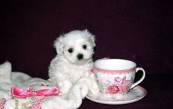 Cute mini Maltese puppies for sale