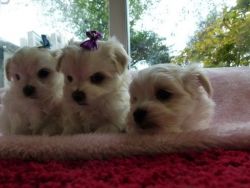Maltese puppies for Christmas gift