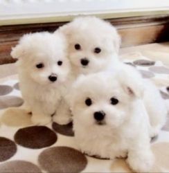 AKC Teacup Maltese puppies For Sale