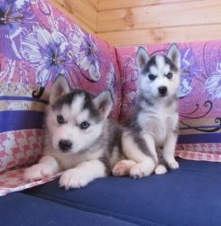 Male And Female Siberian Husky Puppies 13 Weeks
