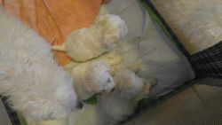 ** elegant maltese baby-faces ** tiny toy babies are here !!