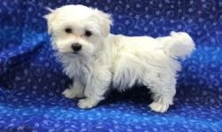 Microchipped Male and Female Maltese Puppies