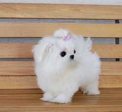 Adorable Tinkerbelle Micro teacup maltese available