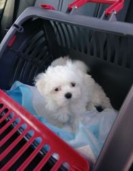 Adorable Maltese Puppies For Sale