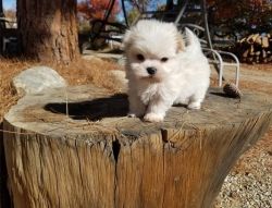 Sweetest Maltese Puppies Available