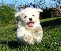 Adorable Maltese puppies for your kids or home