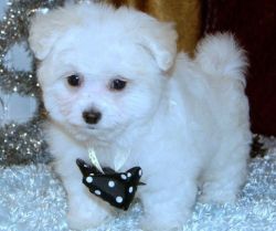 Gorgeous Little Male and Female Maltese Puppies