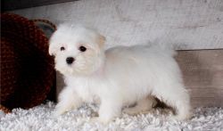 Adorable maltese puppies for new home