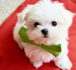 Adorable Healthy Purebred ACA Maltese Puppies