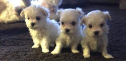 Tiny Gorgeous Full Maltese Puppie!