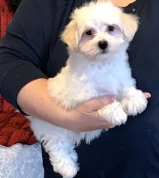 MiIcrochipped White Teacup Maltese Puppies