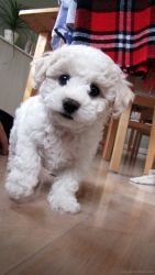 Two Top Class Maltese Puppies Available