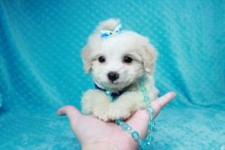 Ting Teacup Maltese Puppy