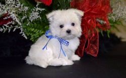 AKC Playful Teacup Maltese Puppies For Sale