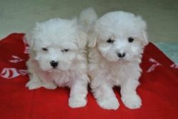 Maltese puppy for a new home