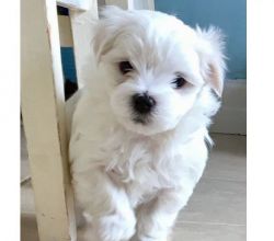 Snow White Maltese Puppies Purbred