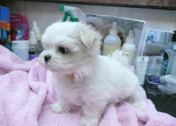 Outstanding Maltese puppy is ready for a new home