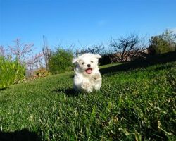 house trained Maltese puppy is ready for your home