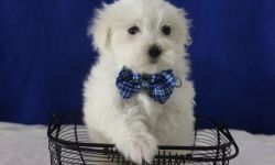 Fluffy Little Friend Male and Female Maltese Puppies