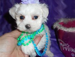 Lovely AKC Teacup Maltese Puppies.