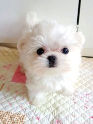 Cute Teacup Maltese Puppies For Sale. (xxx) xxx-xxx2