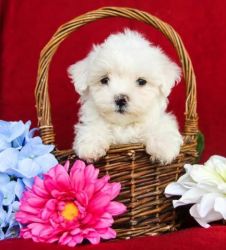 Cute adorable Maltese puppies xxx-xxx-xxxx