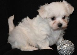 Sweet and Friendly Little Maltese Puppies