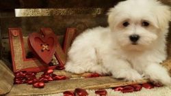 Sweet Maltese Babies Available