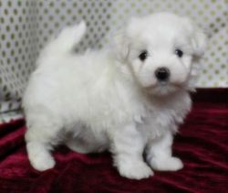 Beautiful White Maltese puppies. (xxx) xxx-xxx2