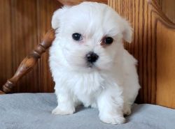 Full Blooded Teacup Maltese Puppies