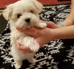 Adorable Maltese Puppies with playful and spunky