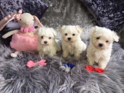 Gorgeous AKC Registered Maltese Puppies SMS#xxxxxxxxxx