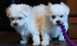 Active Little Teacup White Maltese Puppies
