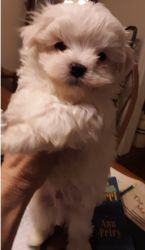 Adorable Little White Teacup Maltese Puppies