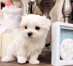 AKC Reg Teacup Maltese Puppies For Sale