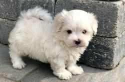 CKC Toy Maltese Male and Female Puppies