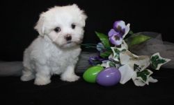 Affectionate T-cup Maltese Puppies For Sale