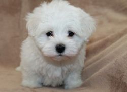 Maltese puppies looking for his forever home.