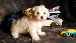 Gorgeous, adorable playful little Angel Maltese puppies