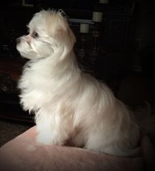 Gracie is a6 mth, 2.47b Maltese for sale