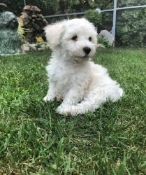 Adorable maltese puppies for rehoming