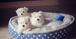 Adorable Teacup Maltese Puppies Full Grown Weight 4Lbs