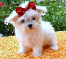 Super Cute Maltese Puppies for free Adoption