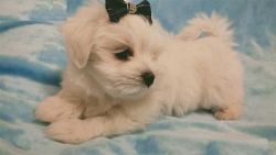 3 beautiful male and female Teacup snow white Maltese puppies