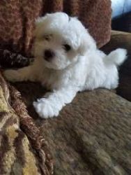 maltese puppies for a good home