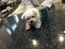 4 Very Small Maltese Puppies For Sale
