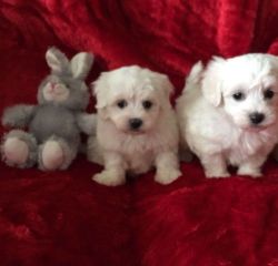 Cute maltese puppies. 415xx758xx0471