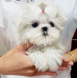AKC registered Micro Teacup Maltese Puppies For Sale