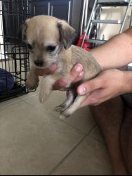 Malchi puppy for sale